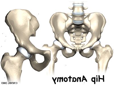 En guide till hip anatomi. Hip anatomi: muskler och senor.